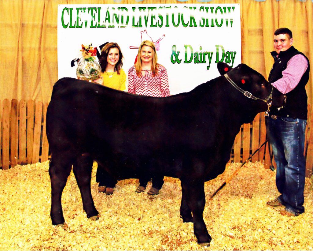 Youth exhibitor with a heifer at the Cleveland Livestock Show & Dairy Day